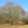 Bare spring trees, Ladybirds on Wortham Ling, and a Rainy Diss, Norfolk - 17th March 2012