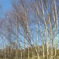 Spindly Silver Birches, Ladybirds on Wortham Ling, and a Rainy Diss, Norfolk - 17th March 2012