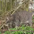Boris gingerly pads around, Walking the Cat, Brome, Suffolk - 19th March 2012