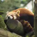 A sleepy Red Panda, A Day at Banham Zoo, Banham, Norfolk - 2nd April 2012