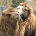 A pair of camels, A Day at Banham Zoo, Banham, Norfolk - 2nd April 2012
