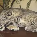 The Snow Leopard is asleep, A Day at Banham Zoo, Banham, Norfolk - 2nd April 2012