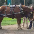 An impressive heavy horse, A Day at Banham Zoo, Banham, Norfolk - 2nd April 2012