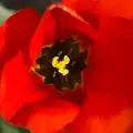 A tulip, full of pollen, The BBs at BOCM Paul's Pavilion,and a Thornham Walk, Burston and Thornham - 22nd April 2012