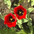 A pair of tulips, The BBs at BOCM Paul's Pavilion,and a Thornham Walk, Burston and Thornham - 22nd April 2012