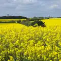 A vast swathe of yellow oilseed rape, The BSCC Cycling Weekend, The Swan Inn, Thaxted, Essex - 12th May 2012