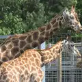 A giraffe kisses a post, Another Trip to Banham Zoo, Banham, Norfolk - 6th June 2012