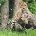 Another view of the leopard, Another Trip to Banham Zoo, Banham, Norfolk - 6th June 2012