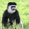 A glum-looking Colobus monkey, Another Trip to Banham Zoo, Banham, Norfolk - 6th June 2012
