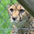 A Cheetah looks through a wire fence, Another Trip to Banham Zoo, Banham, Norfolk - 6th June 2012