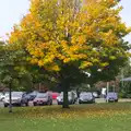 An autumn tree, TouchType Office Life and Pizza, Southwark, London - 20th October 2012