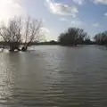 A flooded tree by the King's Bridge, Flooding at the King's Bridge, and Lunch at the Beaconsfield Arms, Suffolk - 27th January 2013