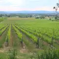 Part of Il Palazzo's 500 hectares of vineyard, Marconi, Arezzo and the Sagra del Maccherone Festival, Battifolle, Tuscany - 9th June 2013