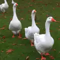 Some bossy geese roam around in the park, A November Miscellany and Building Progress, Thornham and Brome, Suffolk - 17th November 2013