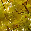 Yellow autumn leaves at Thornham, A November Miscellany and Building Progress, Thornham and Brome, Suffolk - 17th November 2013