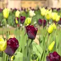 Spectacular tulips are in full bloom, A Trip to Audley End House, Saffron Walden, Essex - 16th April 2014