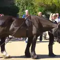 Bob the horse, A Trip to Audley End House, Saffron Walden, Essex - 16th April 2014