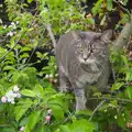 Back home, Boris - Stripey Cat - is up a tree, A Trip to Audley End House, Saffron Walden, Essex - 16th April 2014