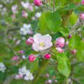 The apple blossom is out, The BSCC at the Cross Keys, and a Building Catch Up, Brome and Redgrave, Suffolk - 24th April 2014