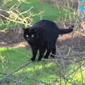 Millie Cat clings to a branch, The BBs do a Recording, Hethel, Norfolk - 18th January 2015