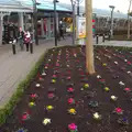 Colourful, if unimaginative primulas at South Mimms, A Trip to Grandma J's, Spreyton, Devon - 18th February 2015