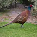 A stoopid Pheasant in Grandma J's garden, A Trip to Grandma J's, Spreyton, Devon - 18th February 2015