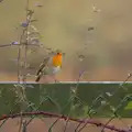 A Robin on a fence, A Trip to Grandma J's, Spreyton, Devon - 18th February 2015