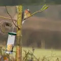 A squirrel is stealing bird food, A Trip to Grandma J's, Spreyton, Devon - 18th February 2015