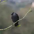 A Jackdaw perches on a twig, A Trip to Grandma J's, Spreyton, Devon - 18th February 2015