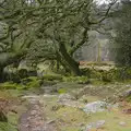 The path up to Sheepstor, A Trip to Grandma J's, Spreyton, Devon - 18th February 2015