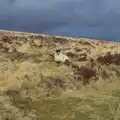 A Dartmoor sheep, A Trip to Grandma J's, Spreyton, Devon - 18th February 2015