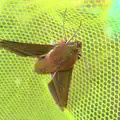 We find a giant stripey moth in the back room, Underpants, Moths and The BSSC at The Greyhound - Tibenham, Norfolk - 6th July 2015