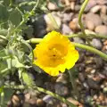 Some sort of sea-poppy, The Archaeology of Dunwich: A Camping Trip, Dunwich, Suffolk - 1st August 2015