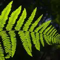 A back-lit fern, The Archaeology of Dunwich: A Camping Trip, Dunwich, Suffolk - 1st August 2015