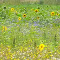 Wild flowers and Sunflowers, A Race For Life, The Park, Diss, Norfolk - 16th August 2015