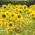 Uncle Mick's sunflowers at Valley Farm, A Race For Life, The Park, Diss, Norfolk - 16th August 2015