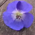 A bright blue flower, Apple Picking and The BBs at Framingham Earl, Norfolk - 25th October 2015