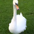 A swan stomps over to give us the hairy eyeball, Conwy, Holyhead and the Ferry to Ireland - 21st December 2015