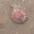 An actual sea urchin rolls around, Christmas Eve in Dublin and Blackrock, Ireland - 24th December 2015