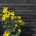 Yellow flowers on a black board wall, A Short Trip to Southwold, Suffolk - 24th July 2016