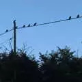 Birds like wires, The BSCC at the Jolly Porter, Station Road, Diss, Norfolk - 28th July 2016