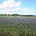 A purple field, Sheringham Steam, Sheringham, North Norfolk - 31st July 2016