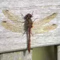 A big dragonfly lands on the bench, A Trip to Waxham Sands,  Horsey, Norfolk - 27th August 2016