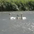 Swans on Horsey Mere, A Trip to Waxham Sands,  Horsey, Norfolk - 27th August 2016