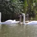 A family of swans, A Trip to Waxham Sands,  Horsey, Norfolk - 27th August 2016