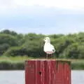 A gull perches on a post, A Trip to Waxham Sands,  Horsey, Norfolk - 27th August 2016