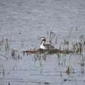 There's a second nesting session from a Grebe, A Trip to Waxham Sands,  Horsey, Norfolk - 27th August 2016