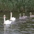 A pair of swans followed by offspring, A Trip to Waxham Sands,  Horsey, Norfolk - 27th August 2016