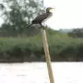 The cormorant on a post, A Trip to Waxham Sands,  Horsey, Norfolk - 27th August 2016