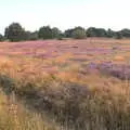 Purple heather on Wortham Ling, Swordfights at Norwich Castle, Norwich, Norfolk - 31st August 2016